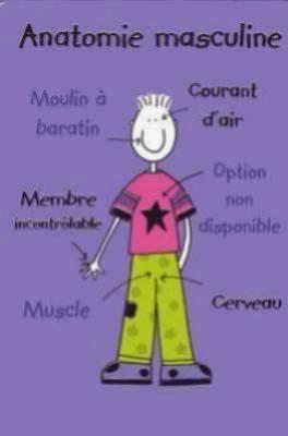 Antomie msculinee